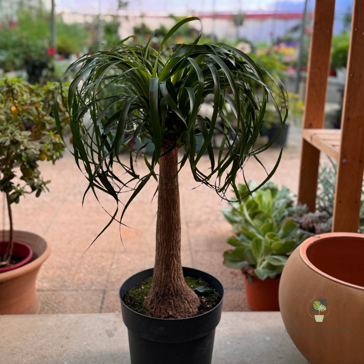 Μπουκαρνέα (Beaucarnea recurvata) - 2
